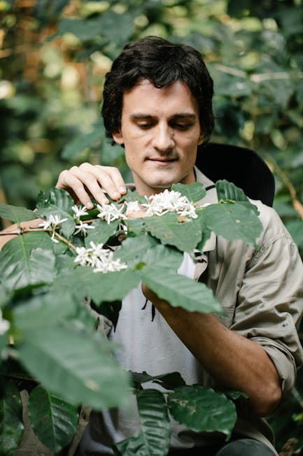 Descoperă cum să cultivi heliotropul, floarea cu parfum inconfundabil