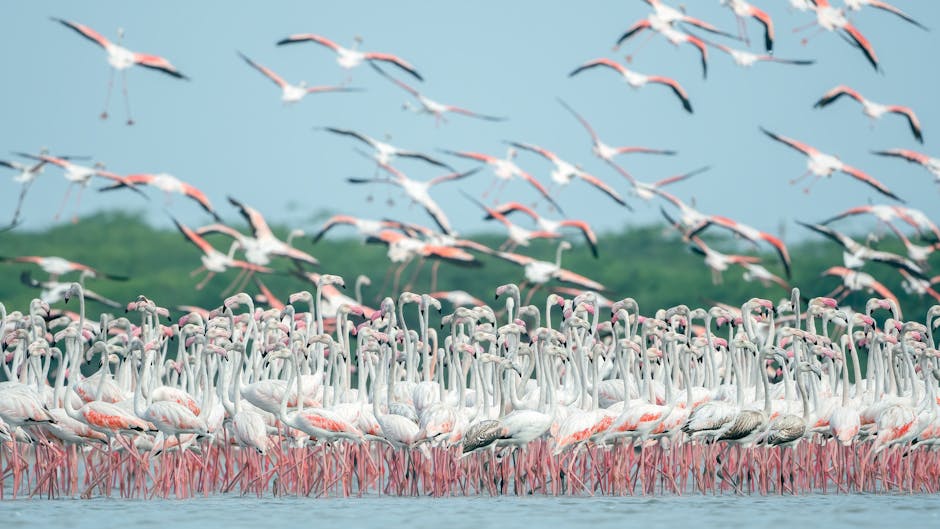 Fenomenul păsărilor exotice: Flamingo din Crimeea poposesc pe lacurile României