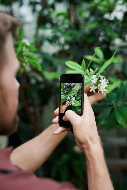 Descoperă cum să cultivi heliotropul, floarea cu parfum inconfundabil