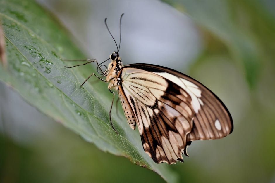 Descoperă magia fluturilor la Grădina Botanică din Cluj!
