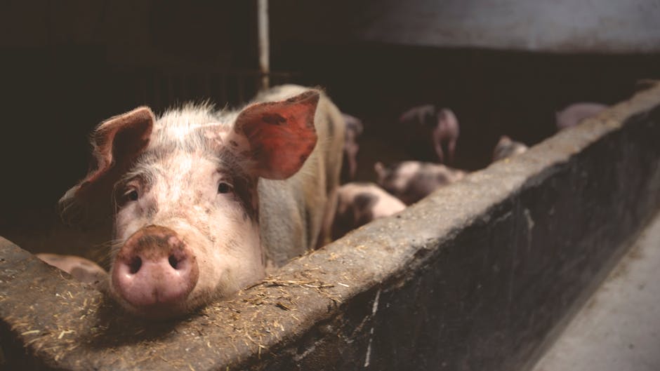 Alertă sanitară: focar de pestă porcină în Satu Mare afectează o fermă majoră