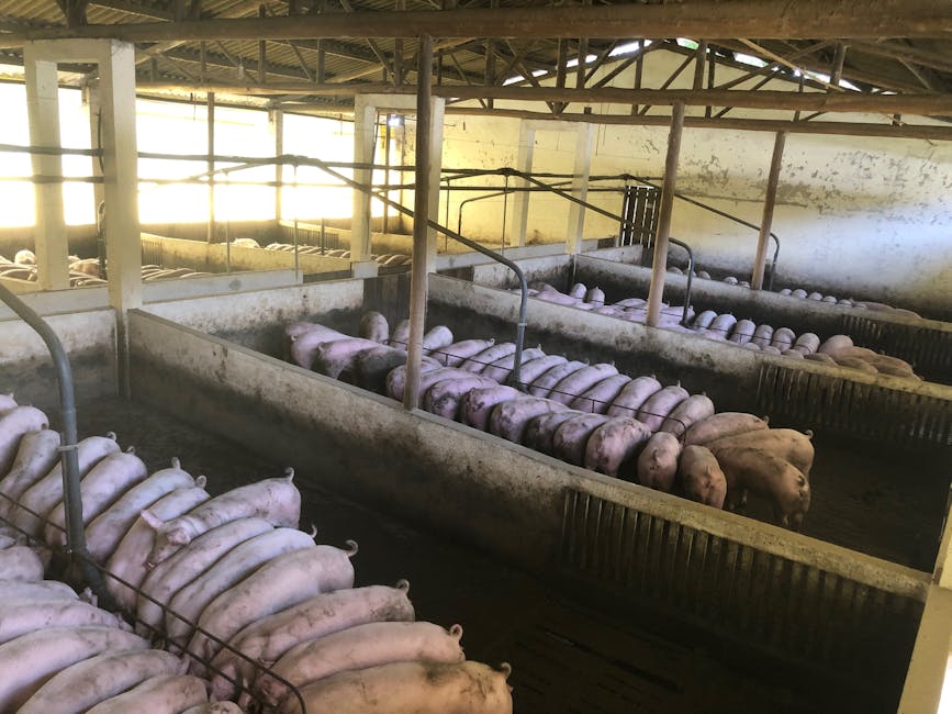 Atenție, clujeni! Focar de pestă porcină în Apahida: ce trebuie să știe fermierii