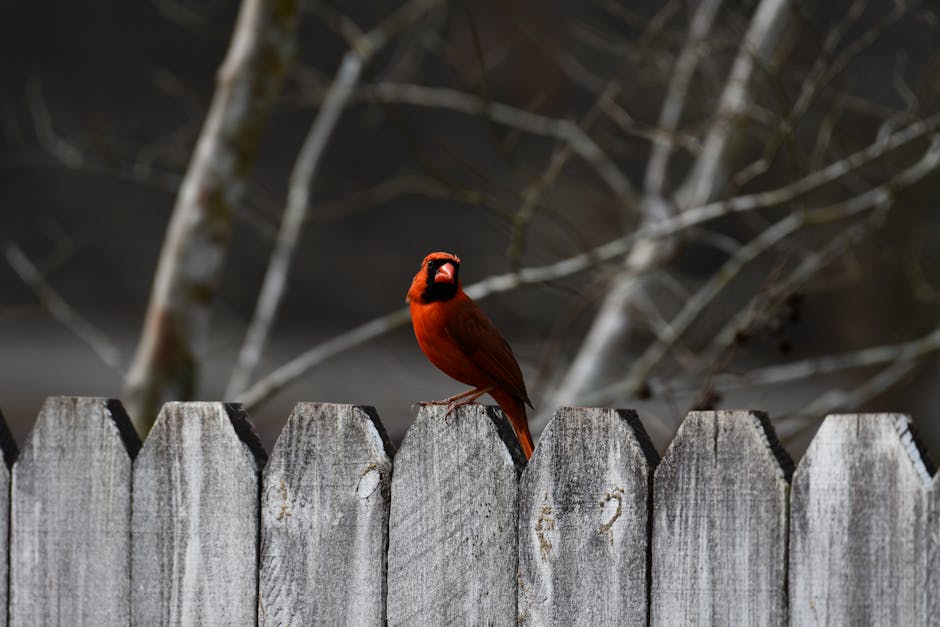Descoperă cardinalul cu cowled roșu, comoara savanelor sud-americane