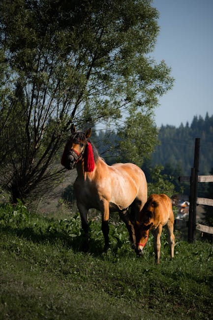 Accidente surprinzătoare la târgul de animale din Suceava: doi răniți grav