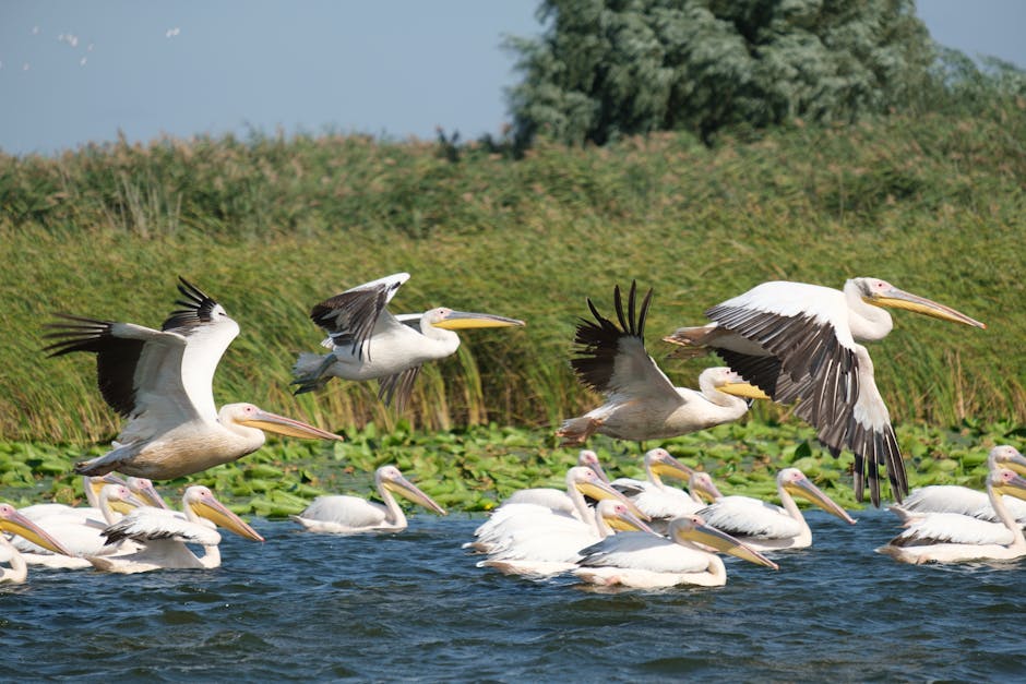 Descoperă Delta Dunării: o aventură naturală de neuitat cu Valex Delta Tour