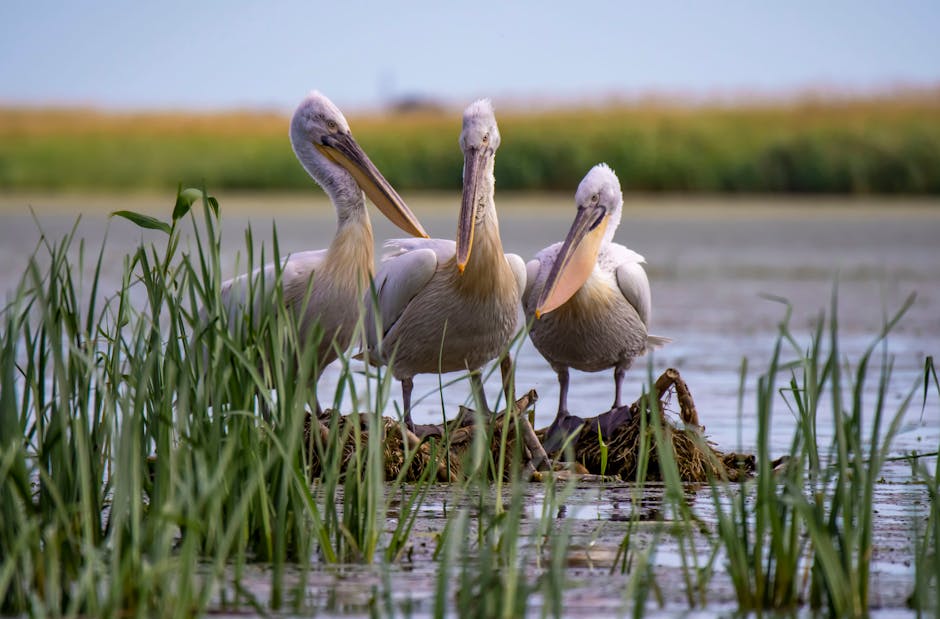 Descoperă Delta Dunării în toamna sa fascinantă