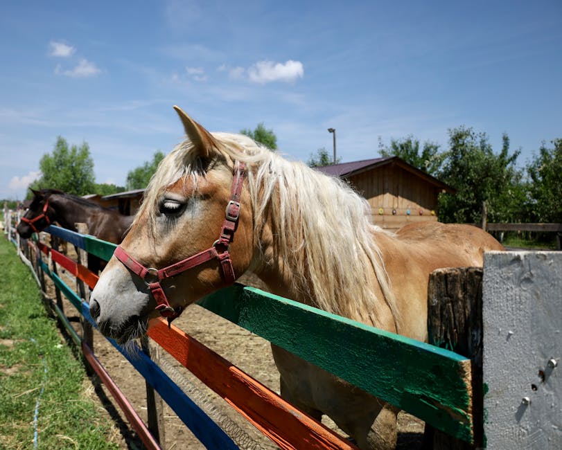 Crescător de animale din Alba își exprimă nemulțumirile legate de România