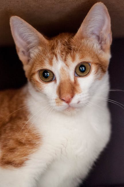 Pisica dispărută din Minnesota, găsită după o căutare de 40 de zile