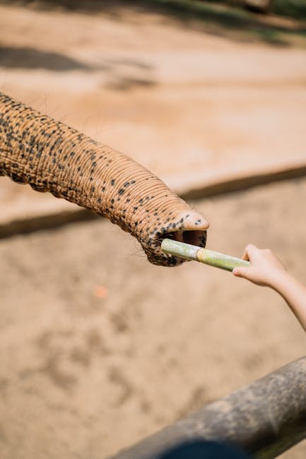 Ultima oportunitate de a interacționa cu elefanții în România: Zoo Park vine la Produlești