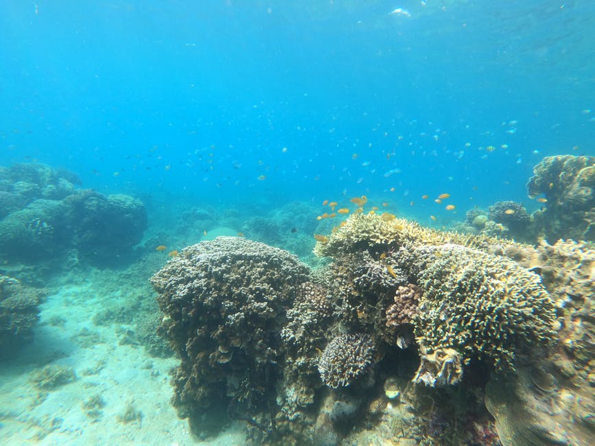 Căluții de mare și alte specii marine revin în Marea Neagră datorită unui proiect ecologic