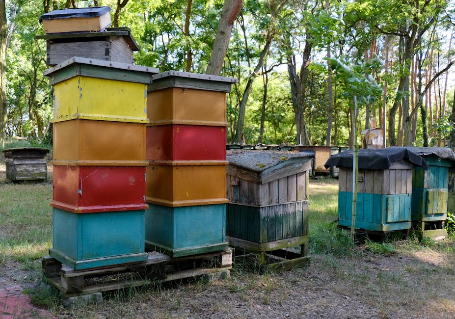 Apicultorii români se confruntă cu prețuri ridicate din cauza secetei severa