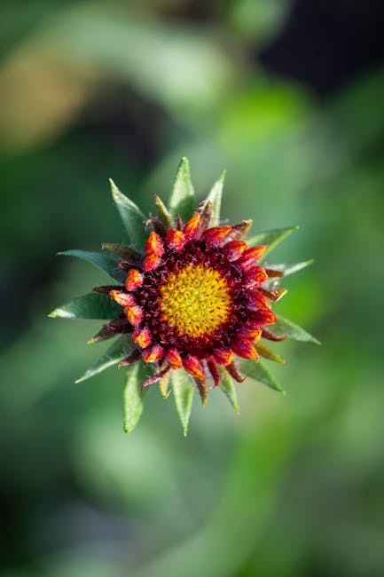 Descoperă gaillardia: floarea care îți transformă grădina în spectacol de culoare