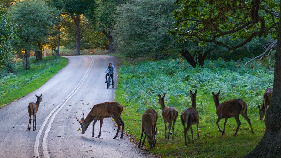 Descoperă magia boncănitului cerbilor în Parcul Natural Grădiștea Muncelului-Cioclovina