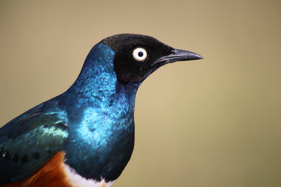 Descoperă Violet-backed Starling: pasărea cu un penaj strălucitor din Africa