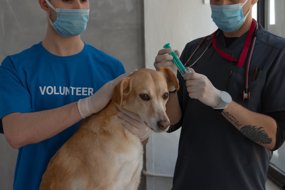 Moreni lansează o inițiativă gratuită pentru sterilizarea și vaccinarea câinilor