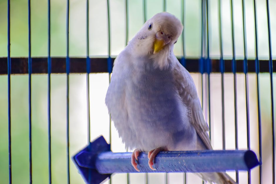 Descoperă finchul de căpșuni, pasărea exotică care te va fascina