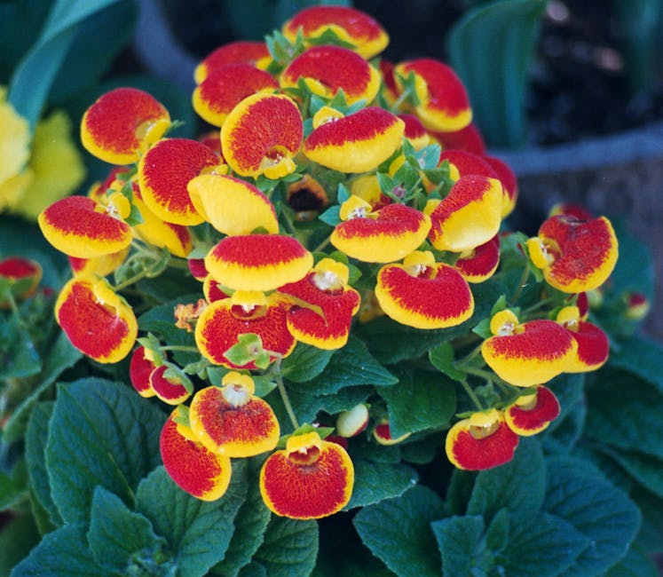 Descoperă Calceolaria: florile uimitoare pentru grădina ta