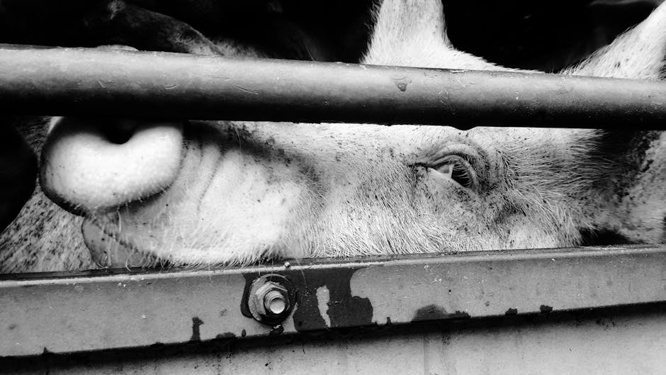 Protest masiv în București pentru drepturile animalelor: peste 70 de ONG-uri se mobilizează
