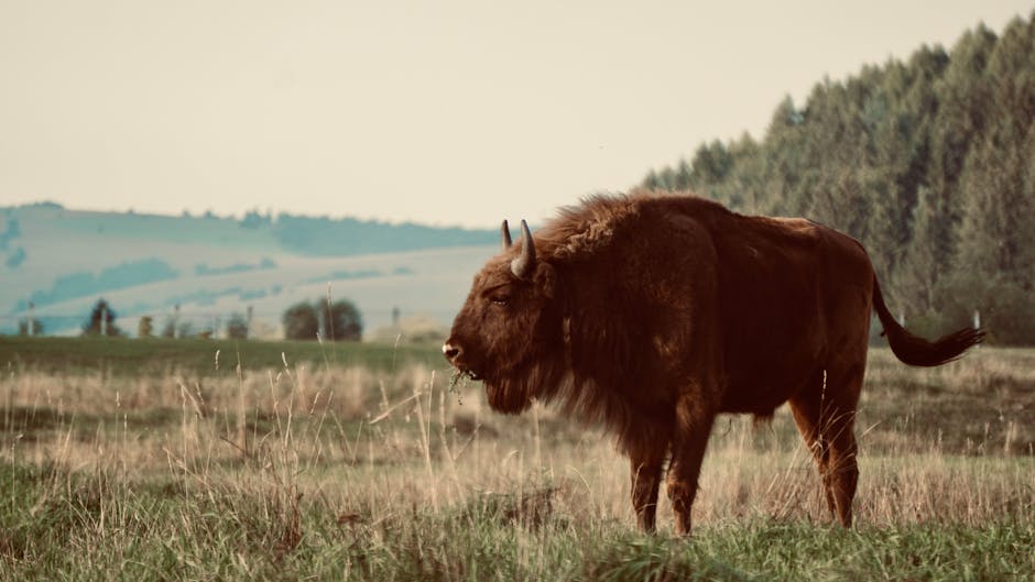 CCR revizuiește normele pentru compensațiile victimelor atacurilor animalelor sălbatice