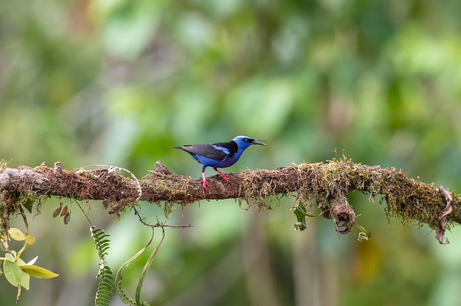 Descoperă frumusețea Green Honeycreeper, pasărea magică a pădurilor tropicale
