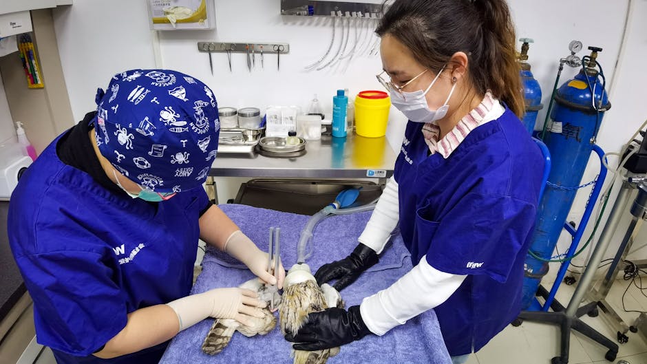 Povești neobișnuite din Iași: un șoim rănit ajunge la medicul veterinar