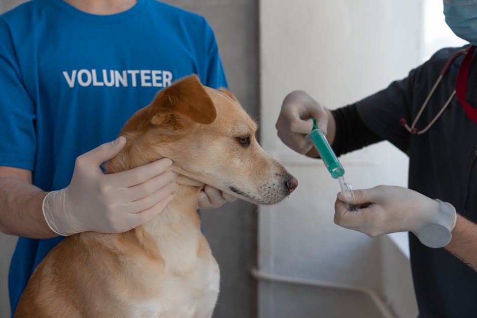 Campanie de vaccinare antirabică a vulpilor în Botoșani: detalii esențiale