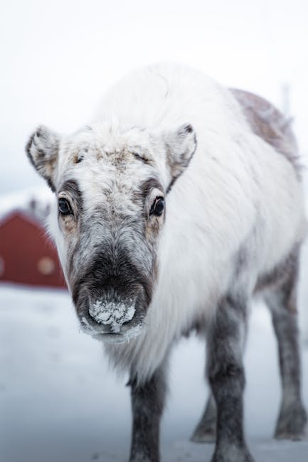 Iarna severă se apropie: Vortexul polar aduce schimbări radicale în vremea din Vrancea