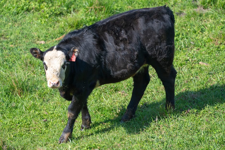 Furt spectaculos de vaci Black Angus în Neamț: proprietarii cer ajutorul publicului