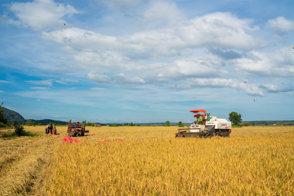 Marghita îmbunătățește infrastructura agricolă pentru fermieri