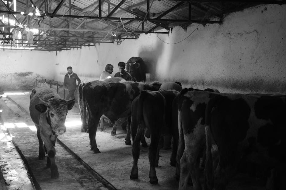 Bolojan își propune soluții pentru fermieri în lupta cu pesta porcină