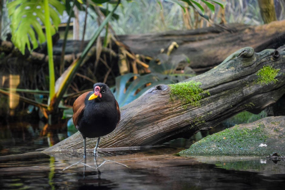 Descoperă jacana cu coadă de fazan: pasărea cu abilități de chirurg acvatic
