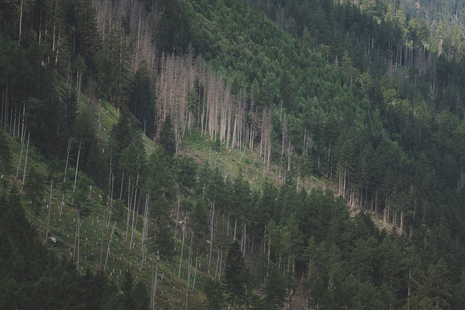 Pădurarii din Lupeni se mobilizează pentru evaluarea arborilor afectați de furtuni