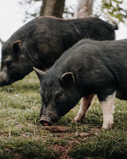 Satu Mare sub restricții veterinare: alerta de pestă porcină și rabie