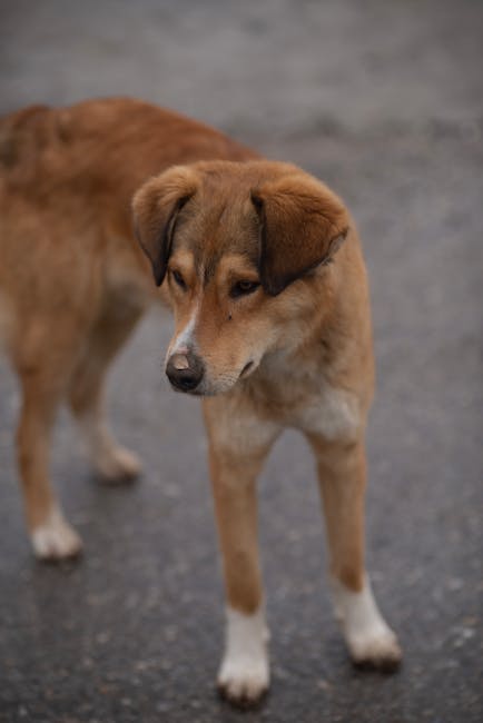 Decizie surprinzătoare în cazul tânărului mușcat de câine: proprietarul achitat