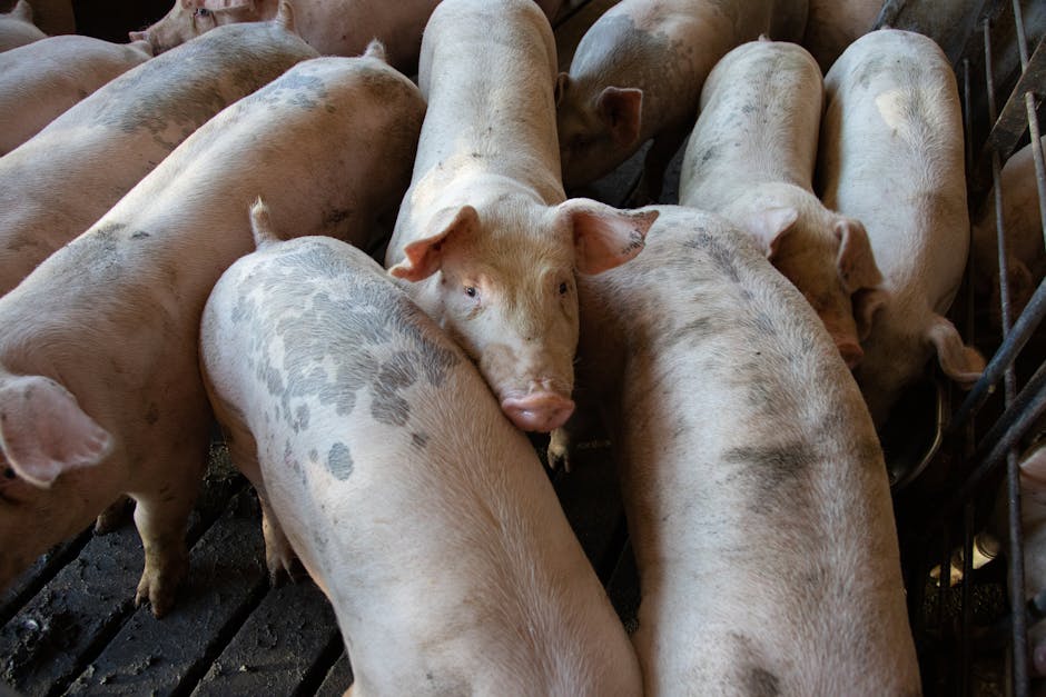 Sprijin financiar de 50.000 de euro pentru crescătorii de porci afectați de criză