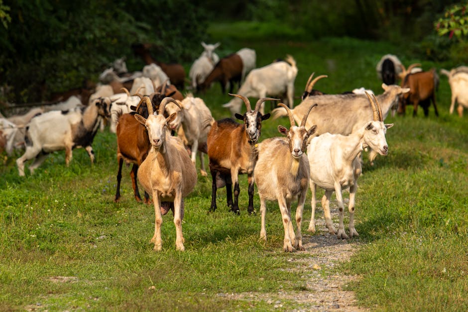 Sprijin financiar de peste 2,9 milioane lei pentru ameliorarea raselor de animale în Iași