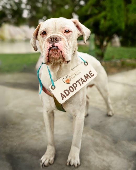 Polițiștii salvează un bulldog francez în Miercurea-Ciuc de la un accident