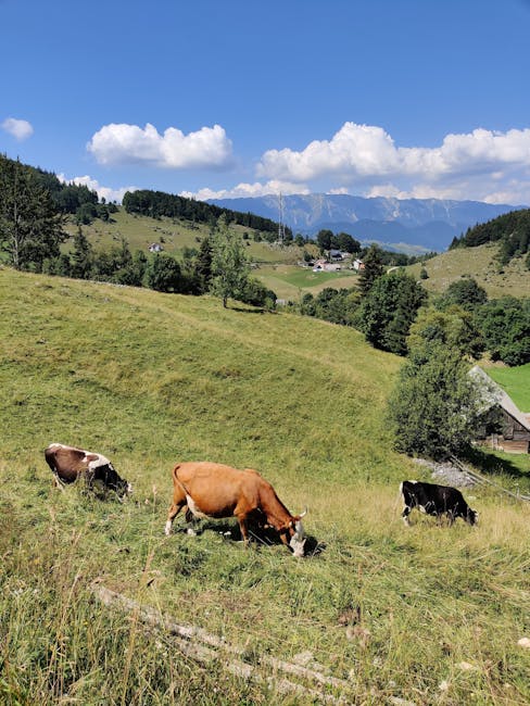 De la oraș la sat: cum zeci de mii de familii îmbrățișează viața rurală