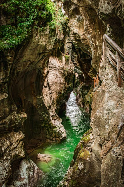 Imagini uimitoare cu căprioare în Defileul Jiului: o fereastră către natura sălbatică