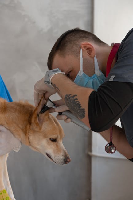 Transformarea dispensarului veterinar din Mireșu Mare: un pas spre excelență