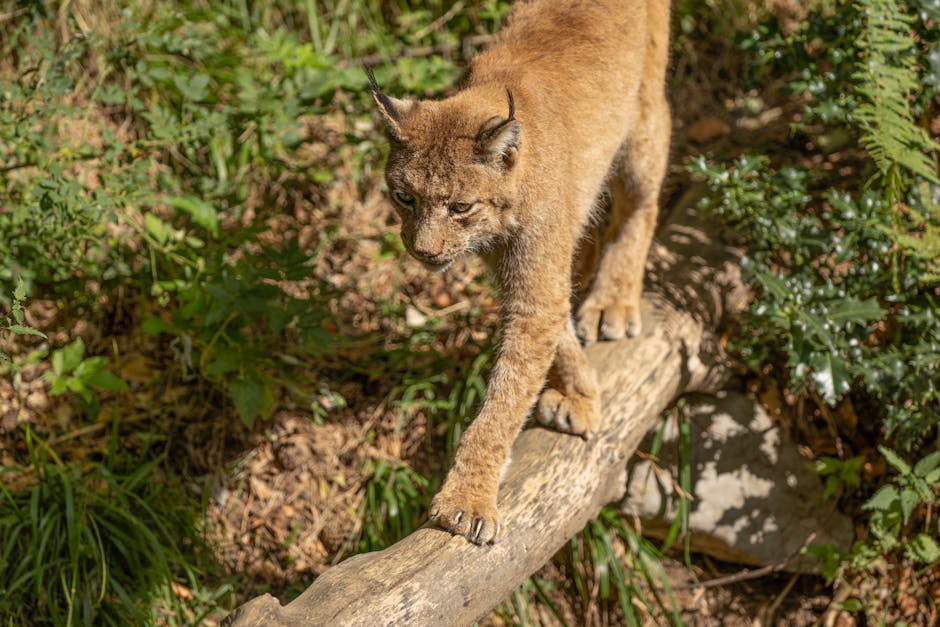 Râs eliberat în natură după captivitate, monitorizat prin GPS