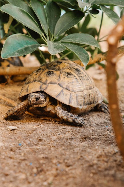 De ce 4 octombrie este importantă pentru drepturile animalelor?