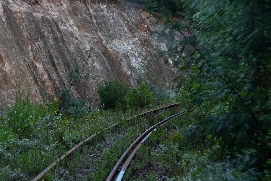 Atenție, drumeți! Urșii ies din pădure pe Via Transilvanica din cauza unui incident feroviar