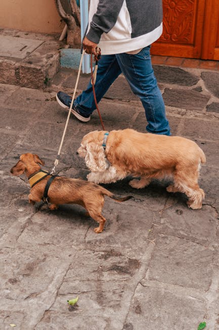 Olt: Poliția intensifică campania de conștientizare cu ocazia Zilei mondiale a animalelor