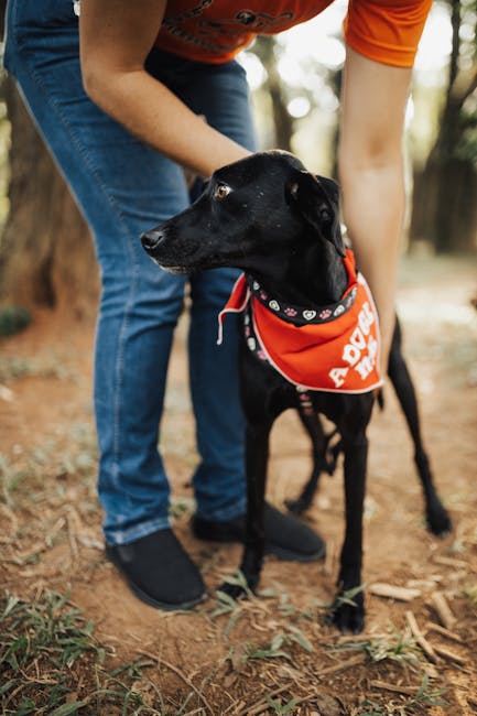 Adopția cățeilor Betty și Lucky la un liceu din Brașov: un exemplu de solidaritate
