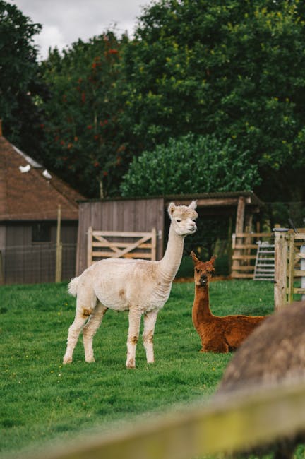Fonduri europene pentru animale de reproducție: un pas important în Parlamentul European