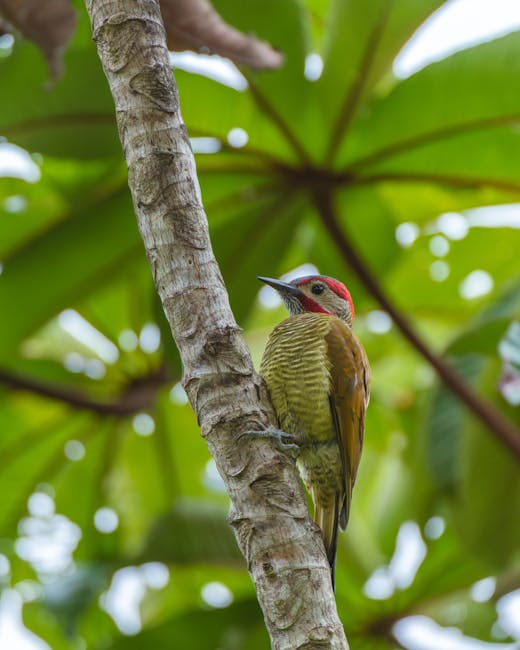 Întâlnește ciocănitoarea Kanelspett: o comoară a pădurilor tropicale