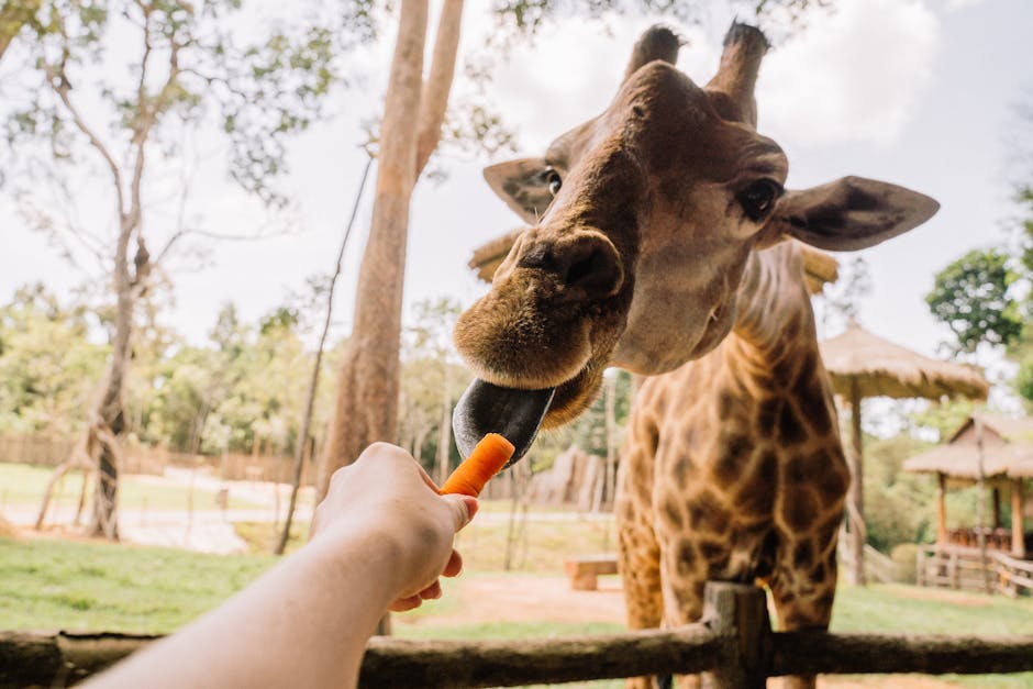 Zoo Brașov devine prima grădină zoologică din România acreditată de EAZA