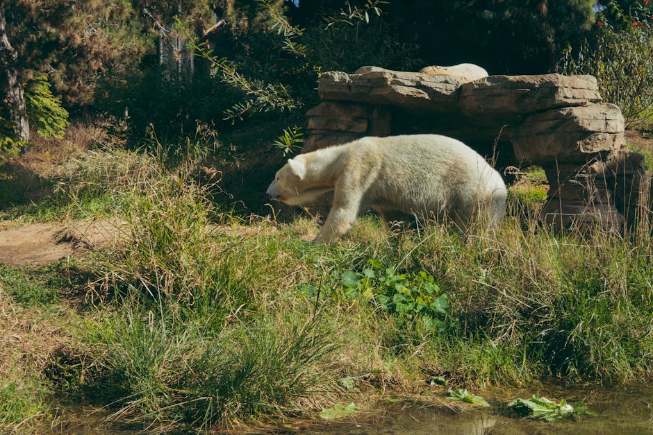 Zoo Brașov: recunoaștere internațională ca membru permanent EAZA
