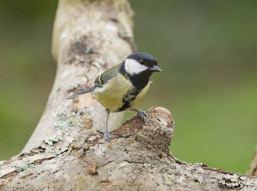 Descoperă sturzul cântător, pasărea care anunță primăvara